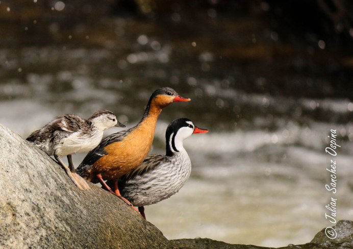 Oxyura jamaicensis