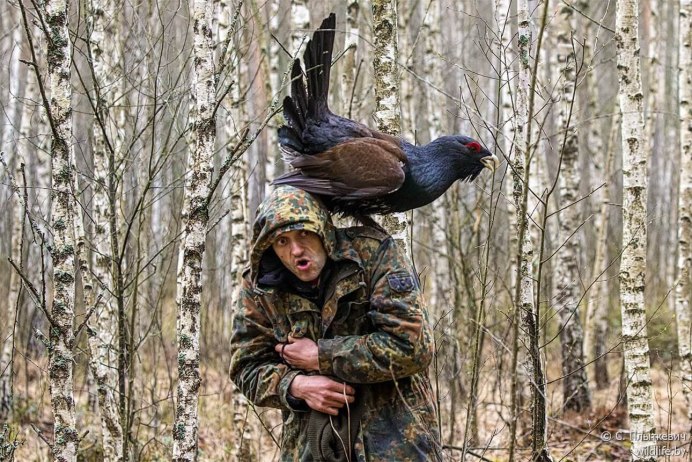 Глухарь птица