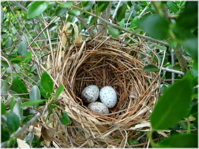Карточка Nest-гнездо