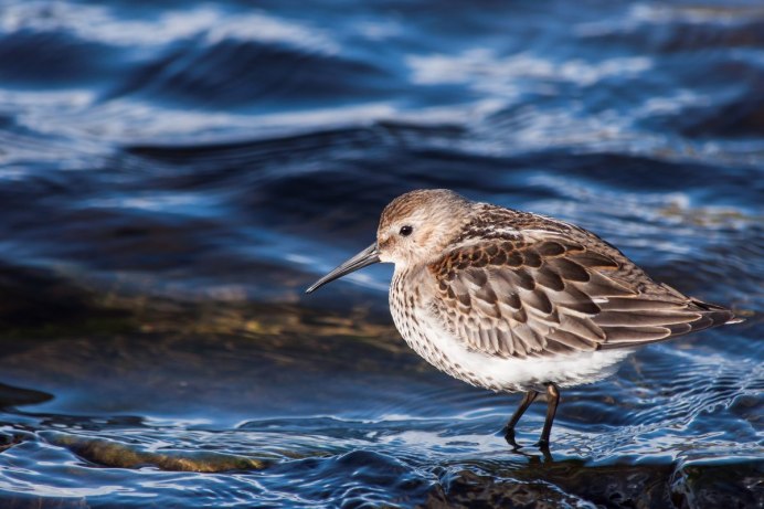 Чернозобик Calidris Alpina