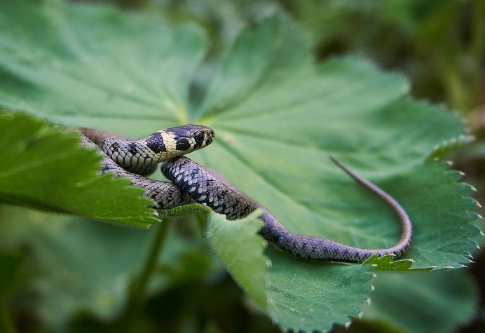Килеватый травяной уж (Opheodrys aestivus)