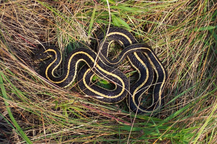 Обыкновенная гадюка (Vipera berus)