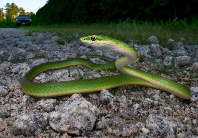 Opheodrys aestivus