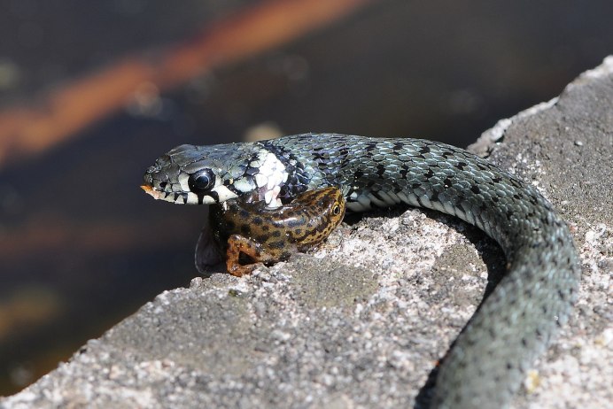 Opheodrys vernalis
