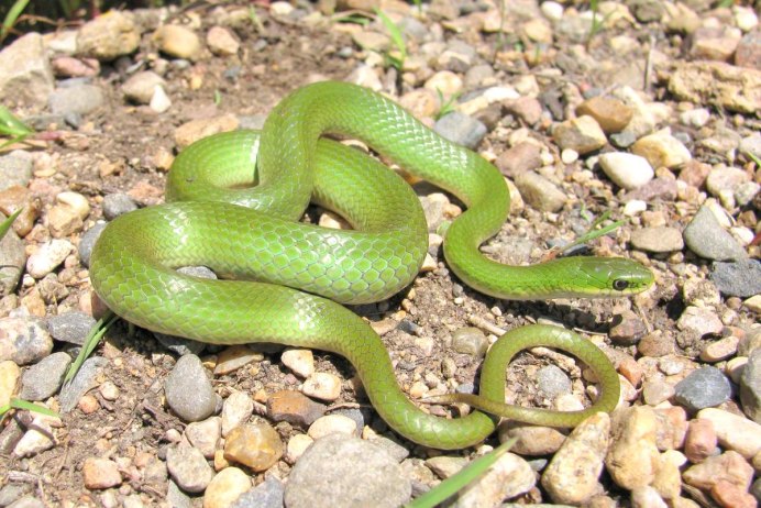 Natrix 5rr
