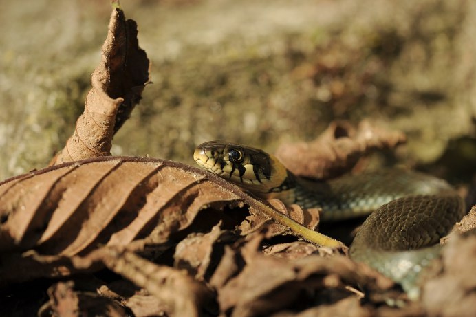 Natrix tigrina