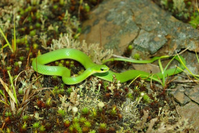 Килеватый травяной уж (Opheodrys aestivus)