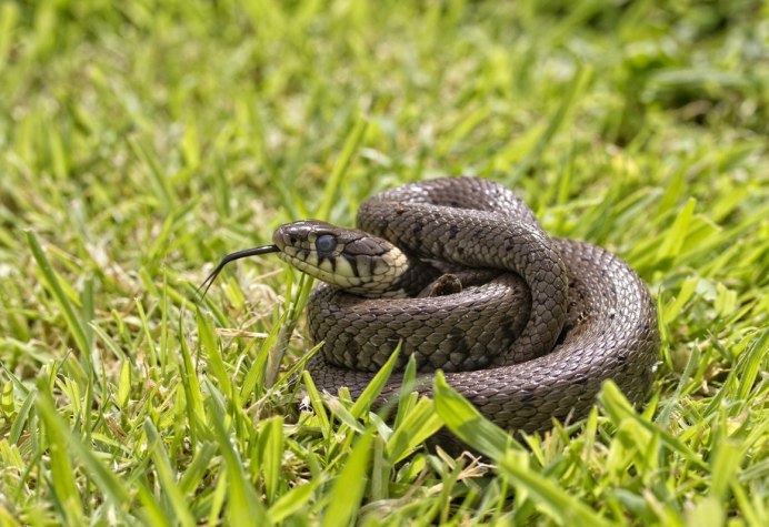 Natrix Natrix helvetica
