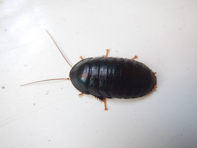 Жук Dermestes Lardarius