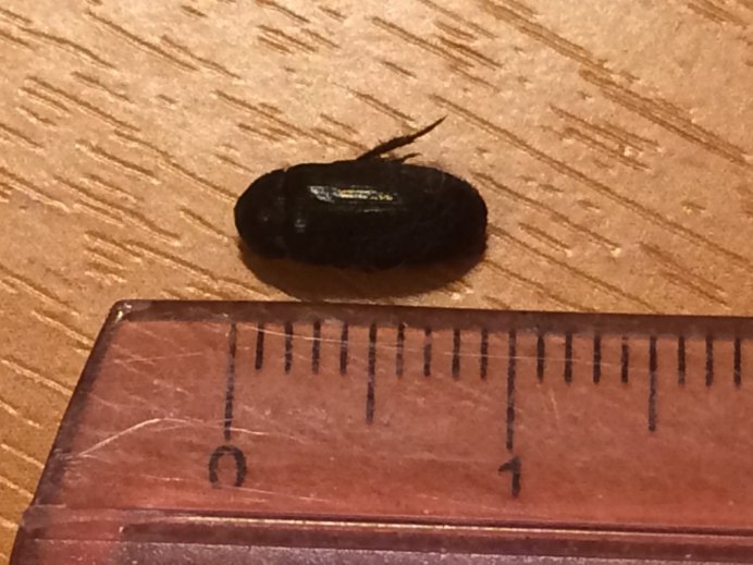 Dermestes haemorrhoidalis