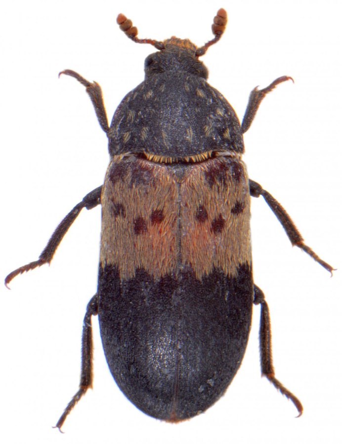 Жуки кожееды Dermestes Lardarius