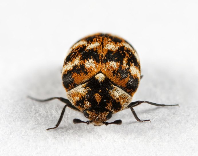 Жуки кожееды Dermestes Lardarius