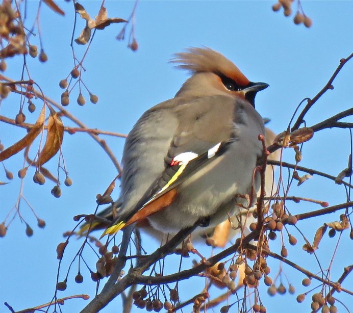 Хохлатые свиристели