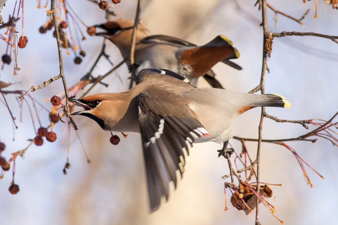 Свиристели перелетные птицы
