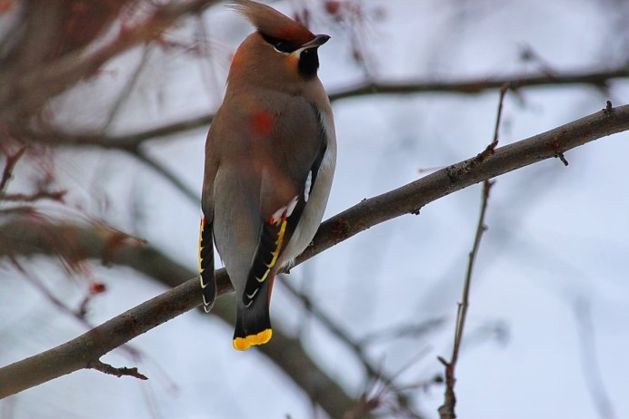 Свиристель Сахалин