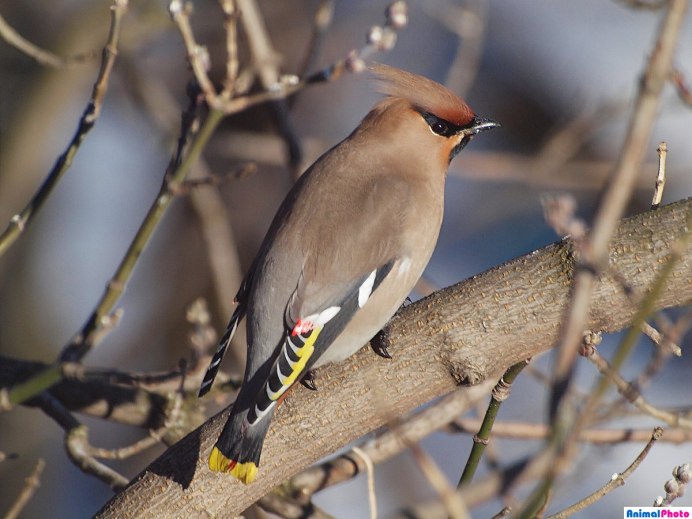 Сорокопут свиристель