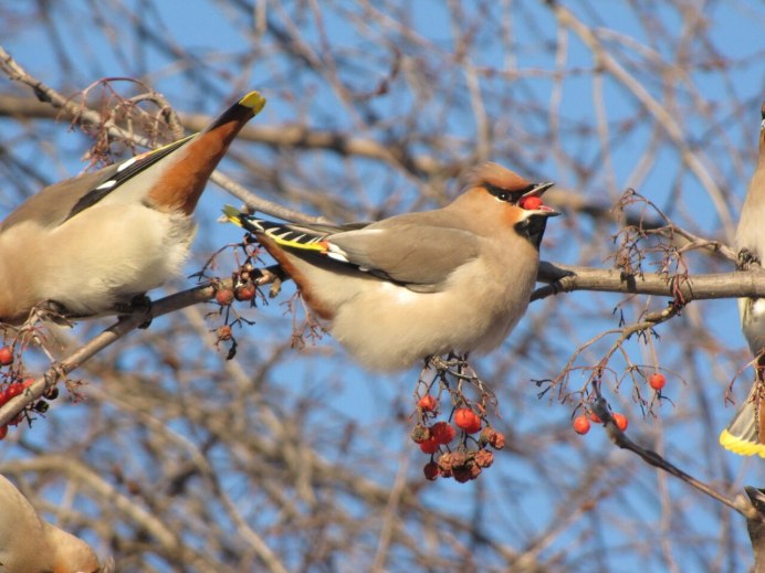 Откуда прилетели свиристели в Архангельскую область в феврале 2022