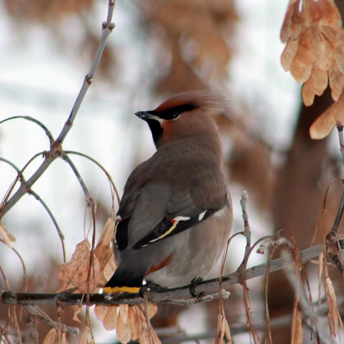 Хохлатая птица свиристель