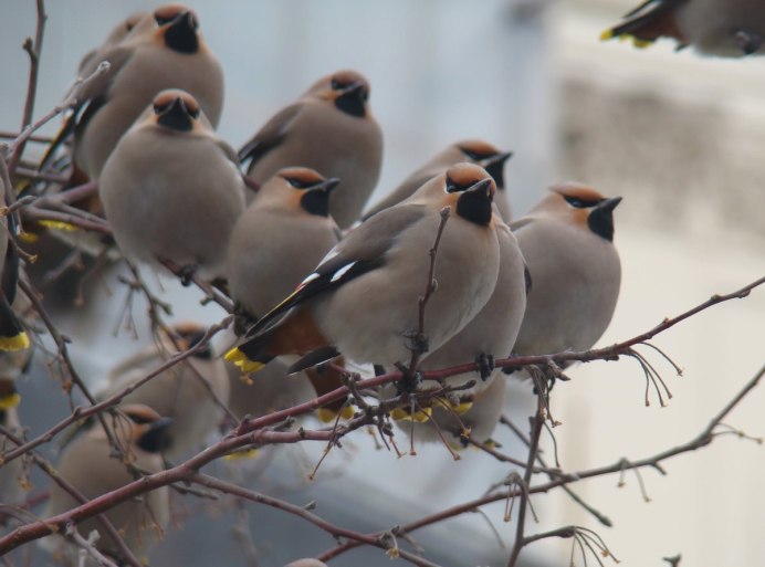 Свиристель обыкновенный