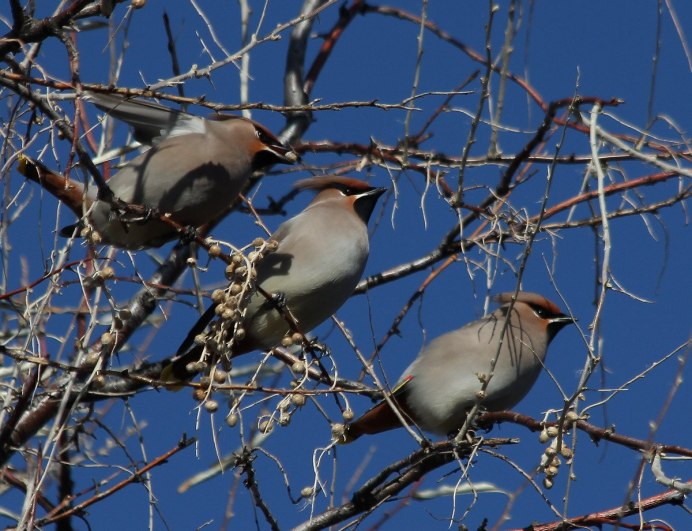 Свиристель отряд птиц