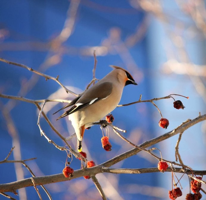 Птицы Башкортостана фото