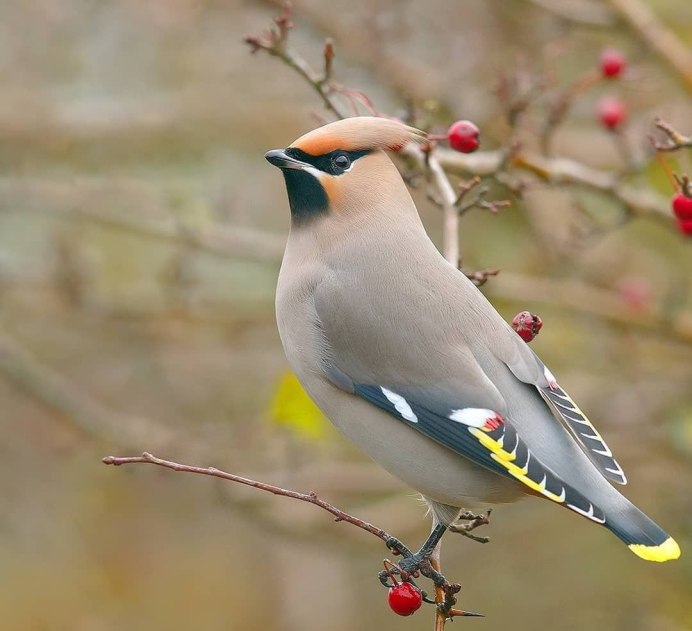 Богемский свиристель