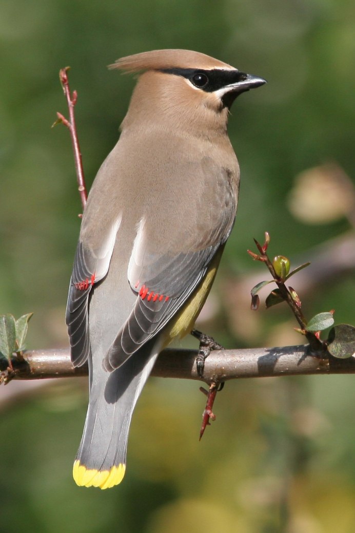 Зимующие птицы Марий Эл