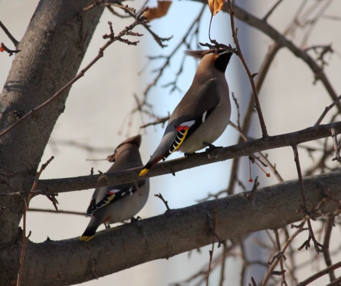Чёрный шелковистый свиристель