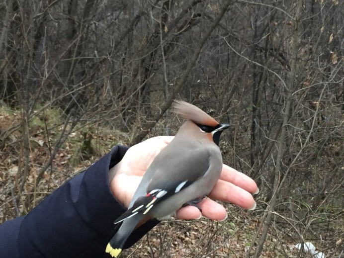 Дрозд свиристель Крымский