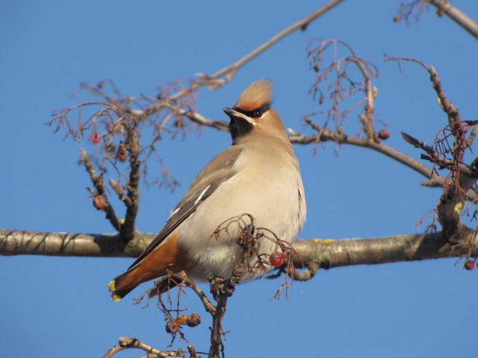 Свиристель на омеле