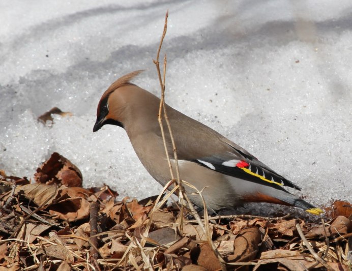 Хохлатая птица свиристель