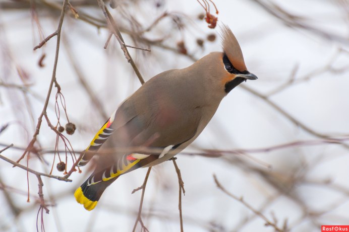 Свиристели перелетные птицы