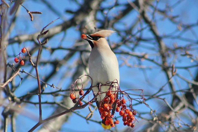 Хохлатая птица свиристель