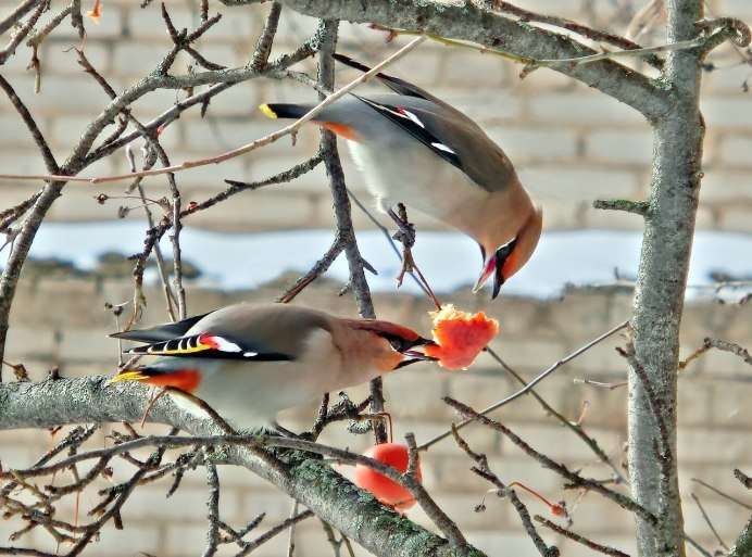 Птица с чубчиком на голове в Подмосковье