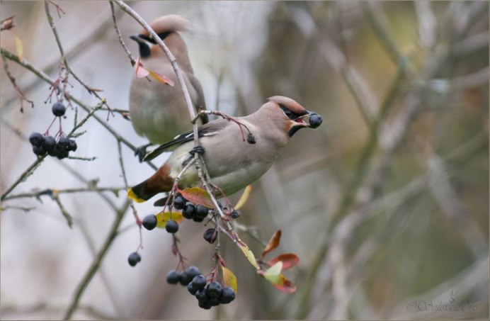 Птицы свиристель и Дрозд