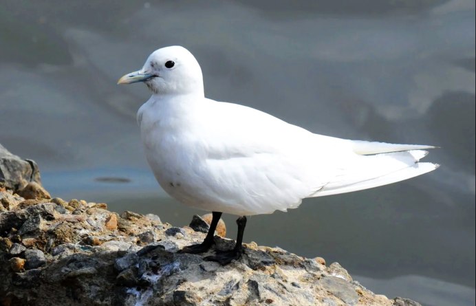 Larus crassirostris
