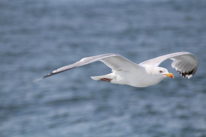 Полярная Чайка Larus Glaucoides