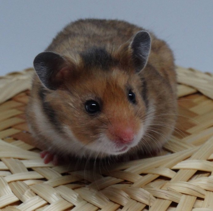 Хомяк сирийский