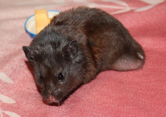 Хомяк сирийский