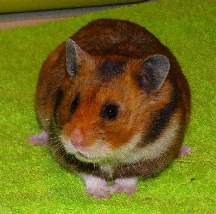 Морская Свинка коричневая