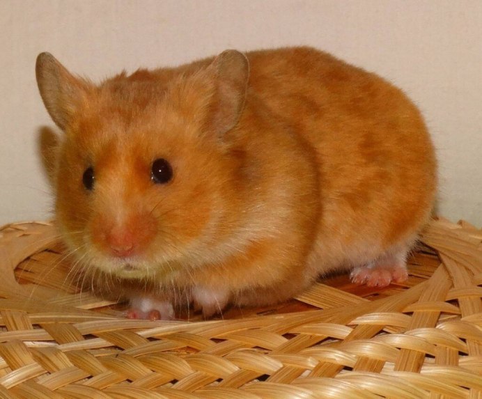 Сирийский золотистый хомячок