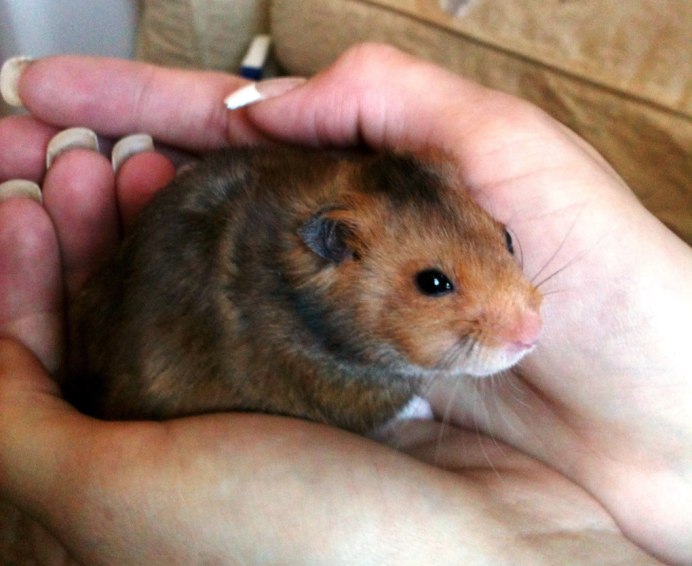 Сирийский золотистый хомячок