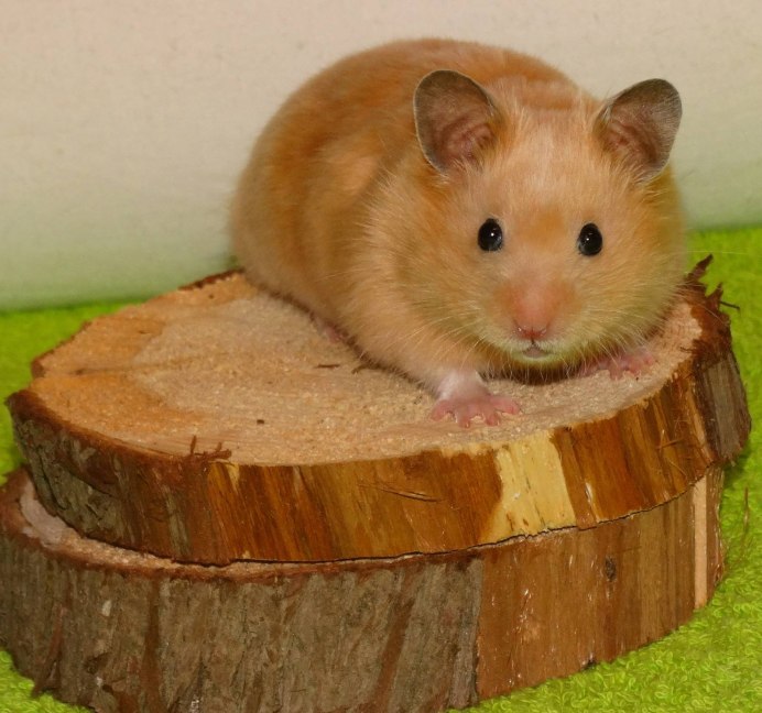 Сирийский хомяк коричневый