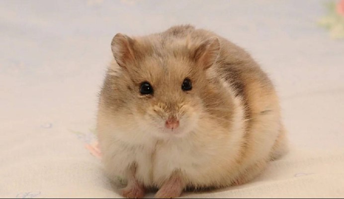 Сирийский хомяк золотистый