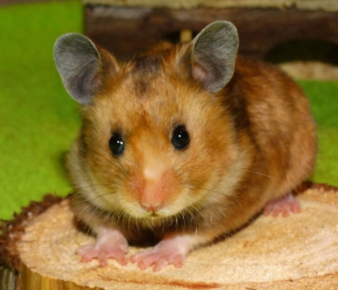 Сирийский хомяк гладкошерстный