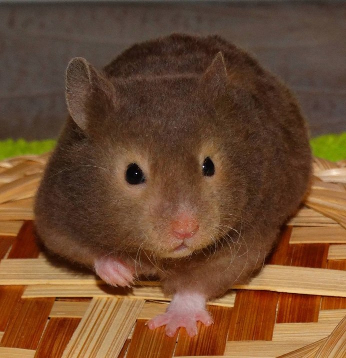 Морские свинки