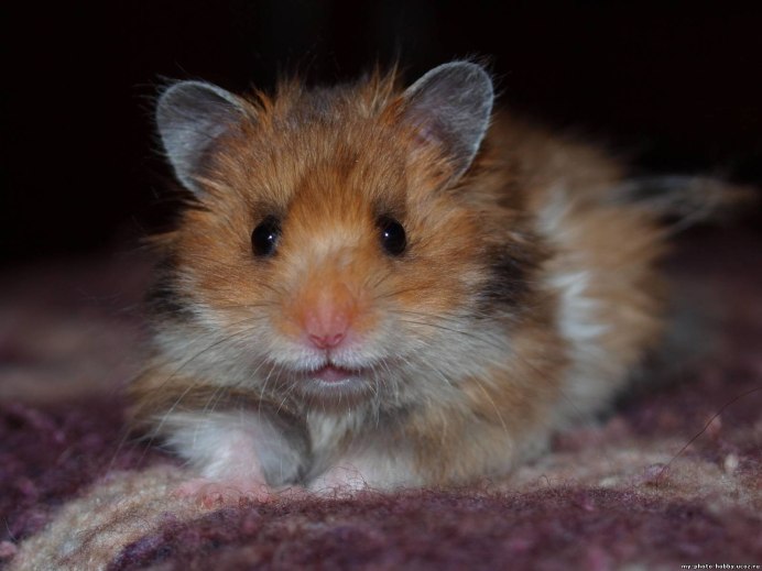 Шоколадный сирийский хомяк