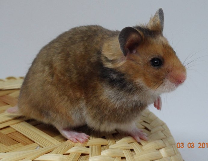 Сирийский золотистый хомячок оранжевый