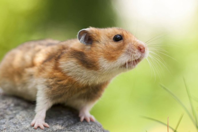 Песчанка бурмиз