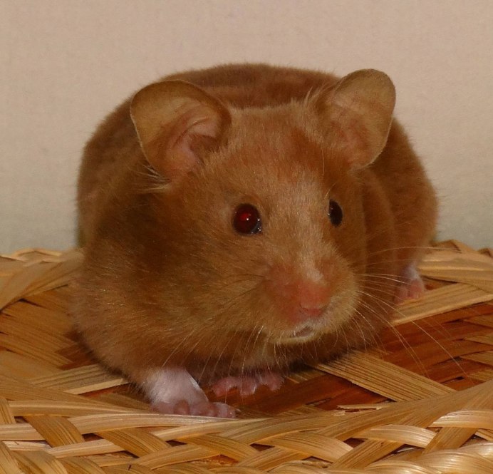 Хомяк сирийский сатиновый